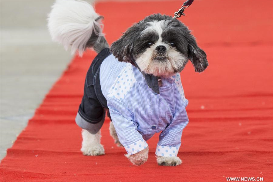 Take closer look at North America's largest festival for dogs