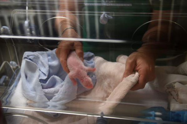 Panda Huan Huan gives birth to twins, 1 survives