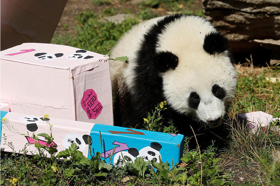 Panda cub poses on its first birthday in Vienna