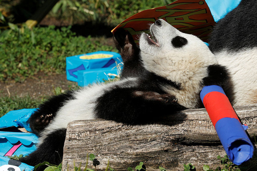 Panda cub poses on its first birthday in Vienna