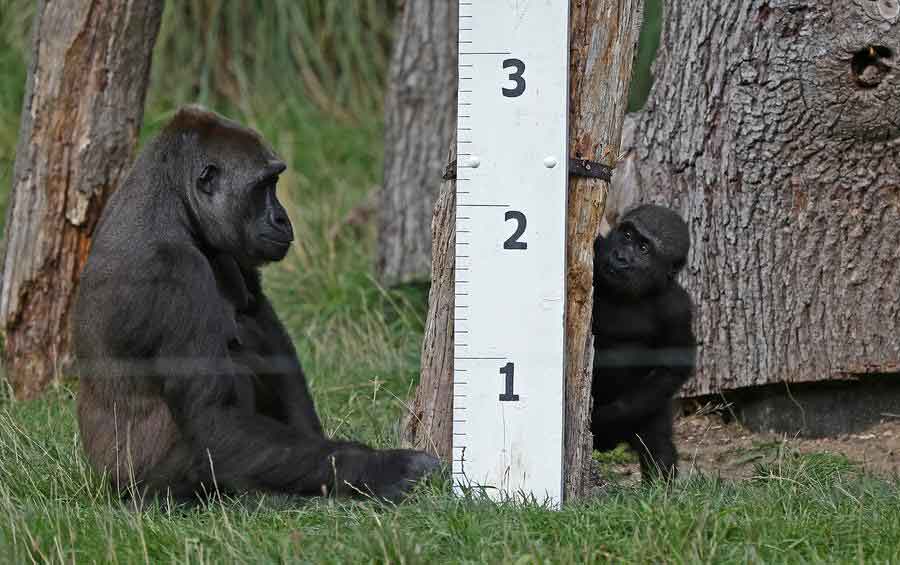 London Zoo gets creative for its annual weigh-in