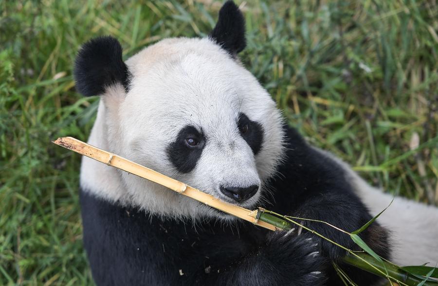 Two giant pandas begin journey to Indonesia