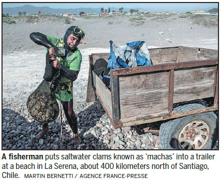 Turning the tide to save Chile's favorite clam from overfishing