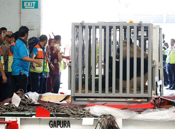 Giant panda sleeps through much of Indonesia media debut