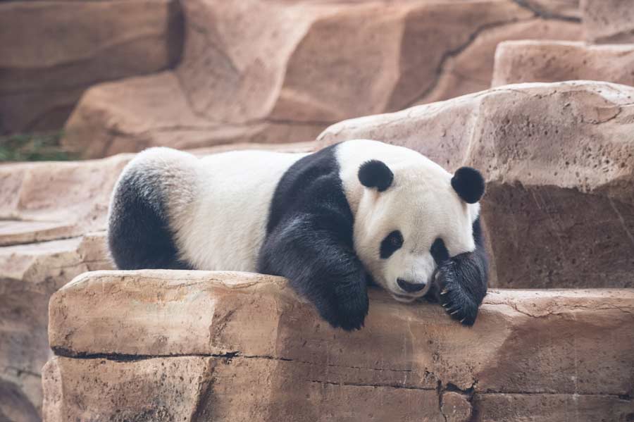 Giant pandas ready for public debut in Indonesia