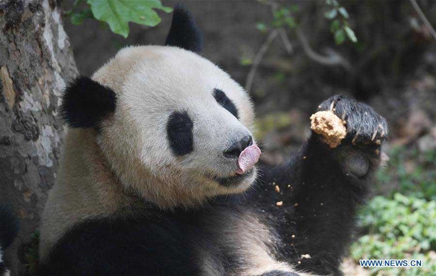 Copenhagen Zoo breaks ground for Panda House