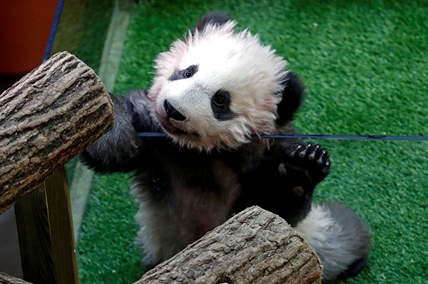 Both first ladies name panda cub Yuan Meng
