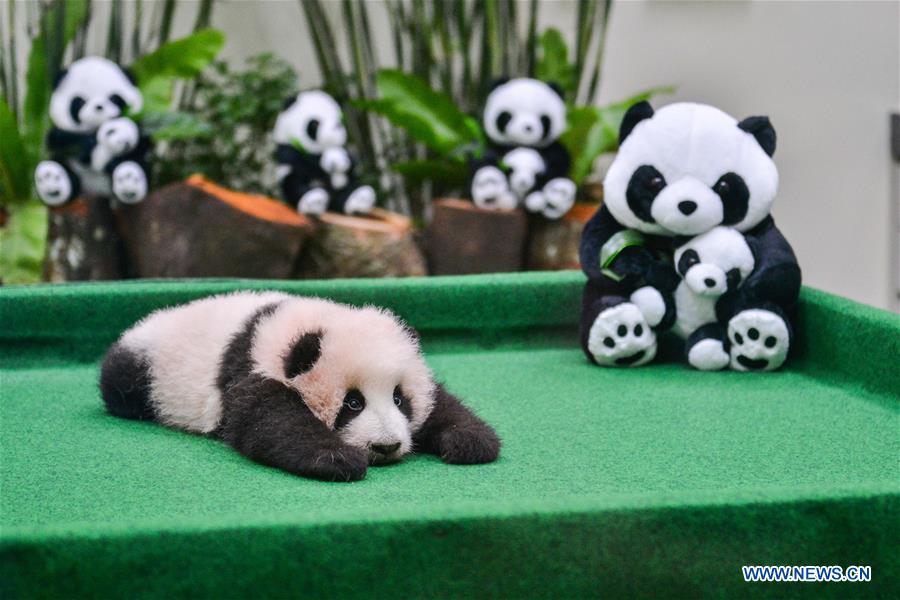 Giant panda cub meets visitors in Malaysia