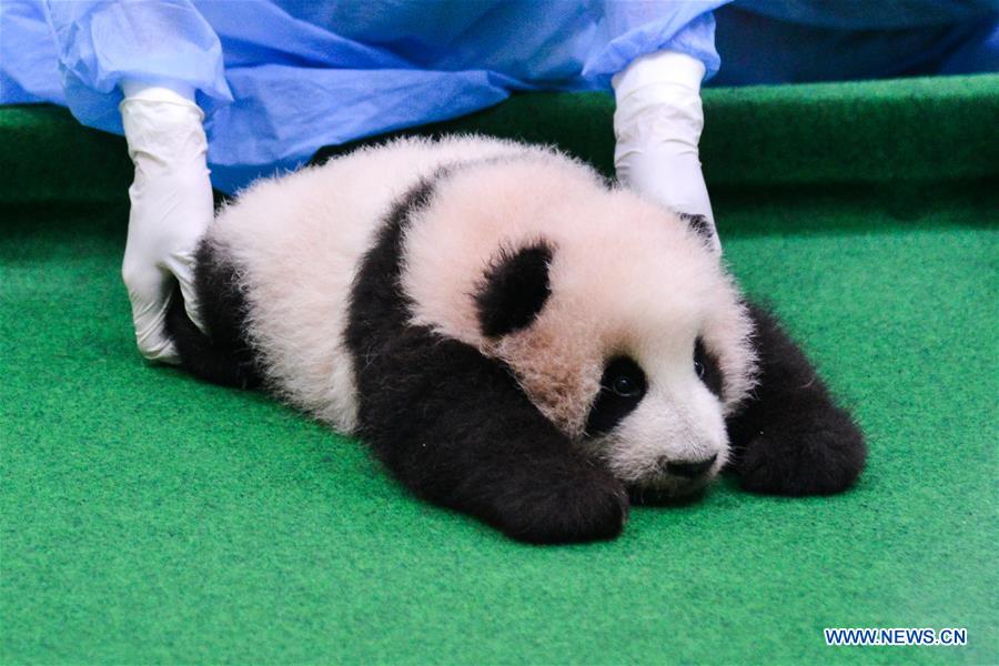 Giant panda cub meets visitors in Malaysia