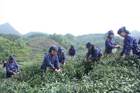 天台山云雾茶