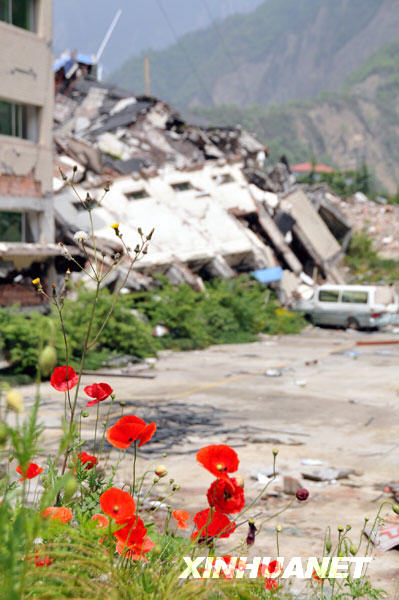 鲜花盛开北川废墟[组图]