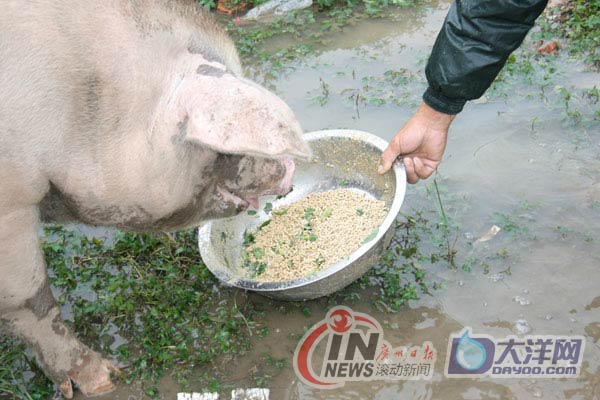 [重访四川]成都探访猪坚强