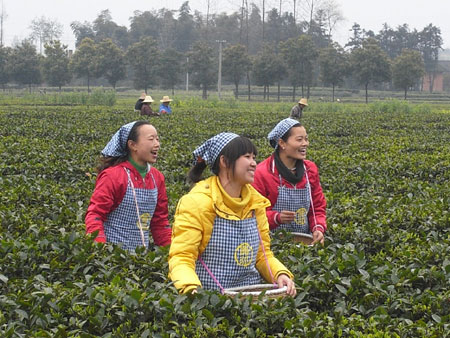 湖南茶园初春时节采茶忙