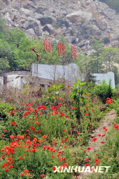 鲜花盛开北川废墟[组图]