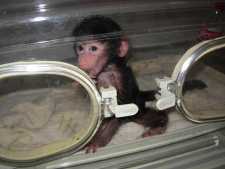 遭母亲遗弃 狒狒宝宝出生就进保温箱