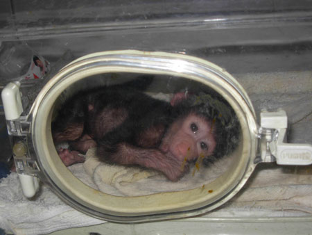 遭母亲遗弃 狒狒宝宝出生就进保温箱