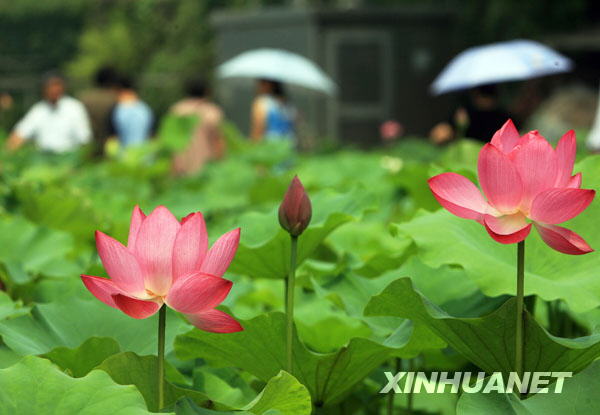 姑苏夏至荷花飘香[组图]