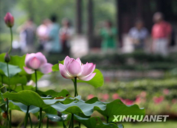 姑苏夏至荷花飘香[组图]