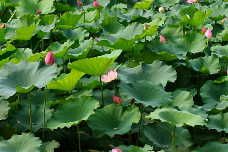 夏日酷暑 荷花争艳[组图]