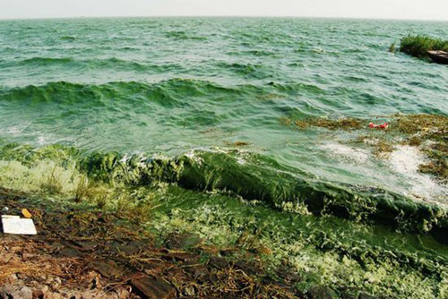 安徽巢湖出现大面积蓝藻[组图]