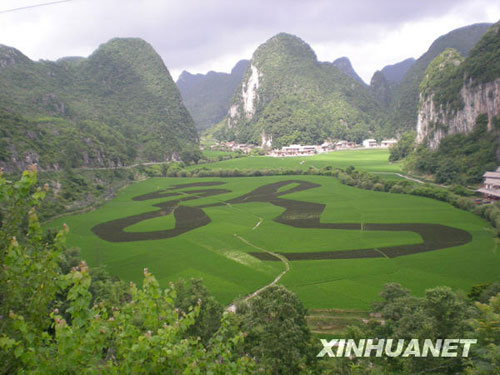 贵州：植物汉字“龙”[图]