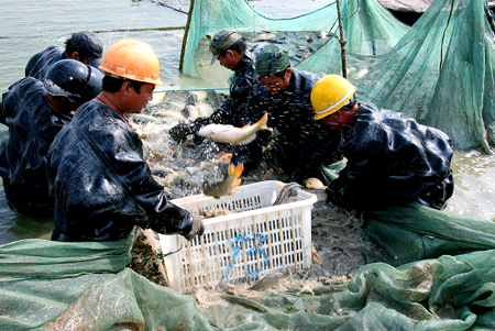 罗阳滩涂崛起苏北最大万亩生态高效养殖基地