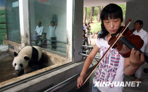 卧龙大熊猫武汉过生日[组图]