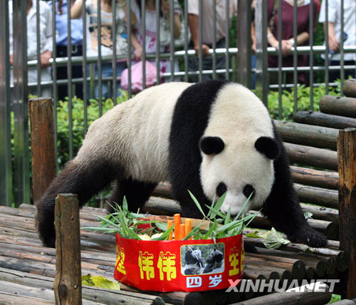 卧龙大熊猫武汉过生日[组图]