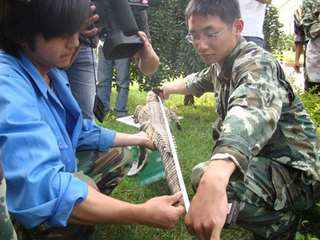 昆明武警森林支队安宁大队解救鳄鱼 移交动物收容中心(图)