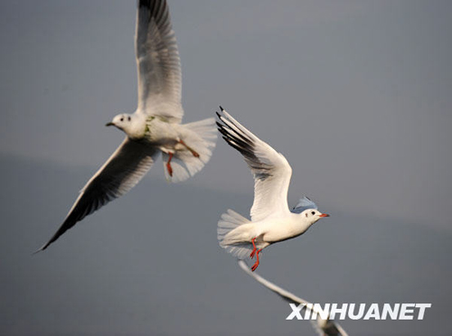 红嘴鸥飞临“春城”昆明越冬