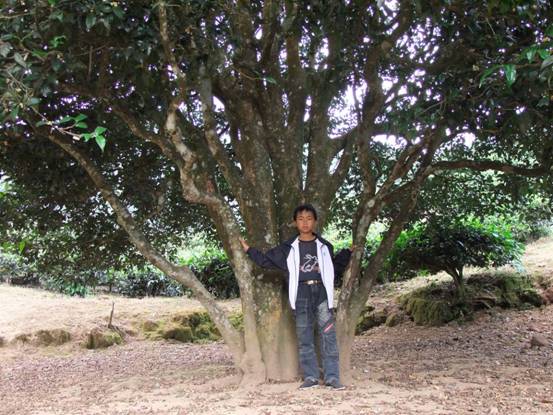 南涧彝族自治县无量山中“大山茶王”