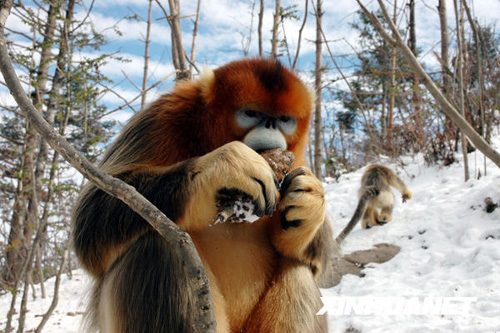 湖北神农架为金丝猴准备充足的越冬食物
