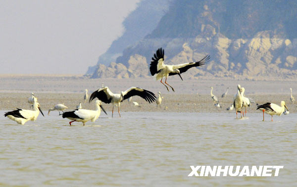 鹤舞鄱阳湖