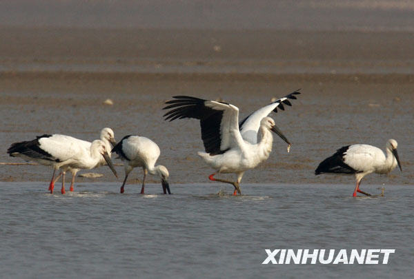 鹤舞鄱阳湖