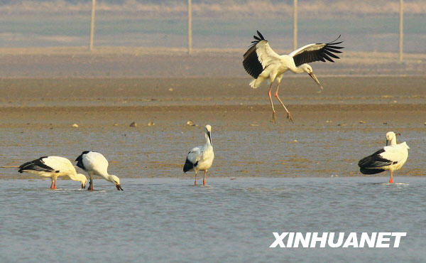 鹤舞鄱阳湖