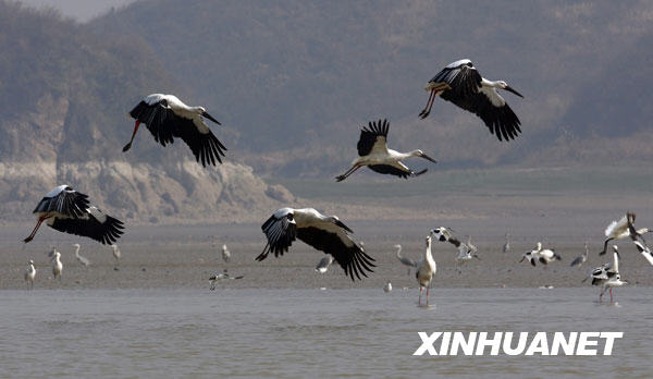 鹤舞鄱阳湖